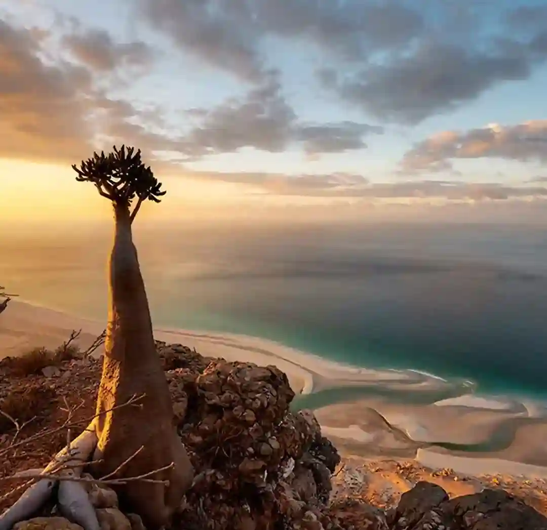 Why Socotra?