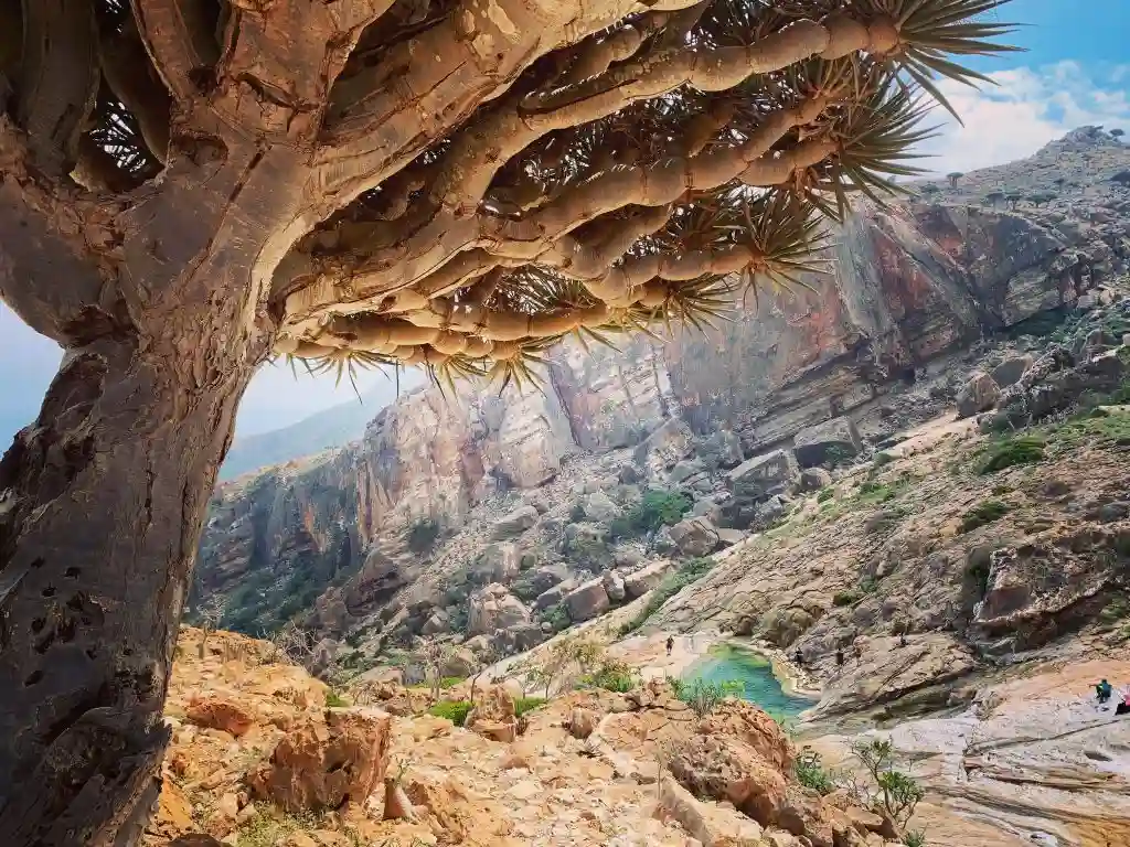 Discover the Hidden Gem of Socotra with Socotra Phoenix Tours