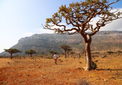 walking among frankincense Trees in Socotra