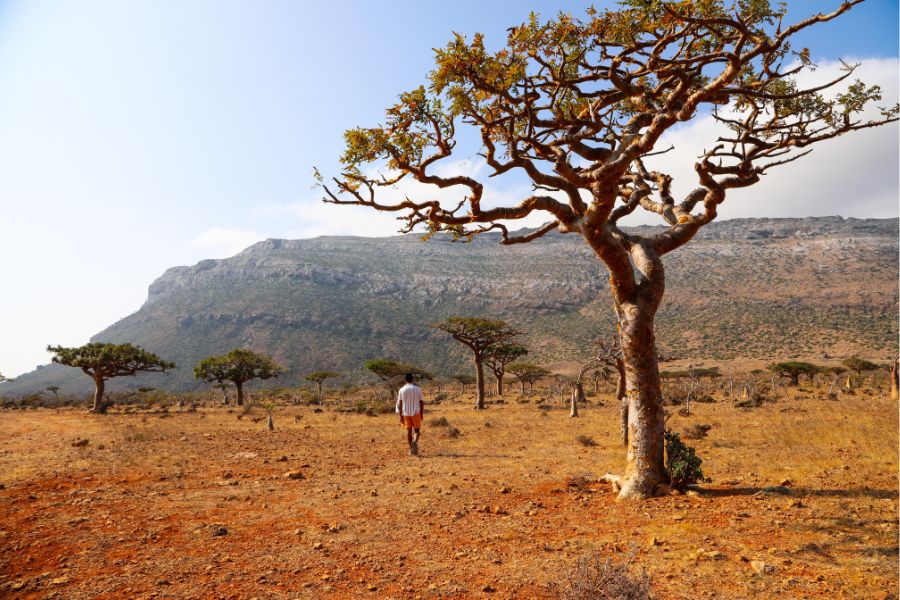 walking among frankincense Trees in Socotra