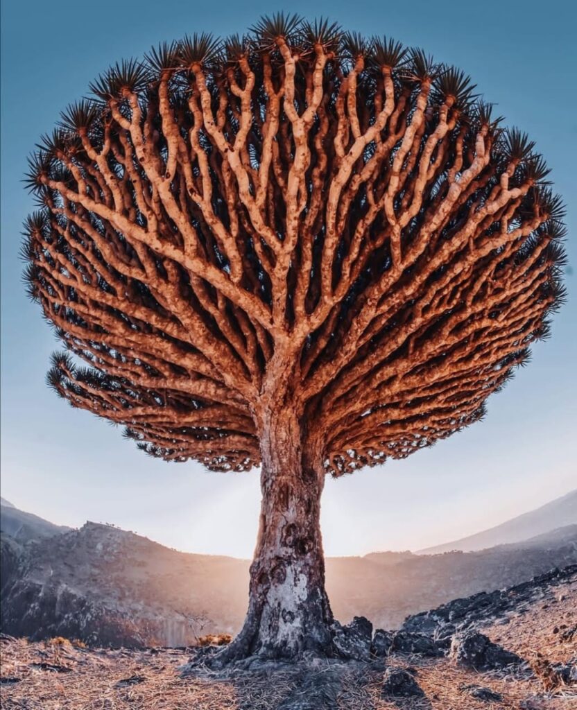 Dragon Blood Tree Socotra