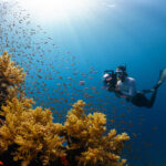 Snorkeling and Diving In Socotra