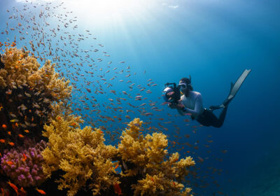 Snorkeling and Diving In Socotra