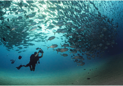 Traveler Dive In Socotra