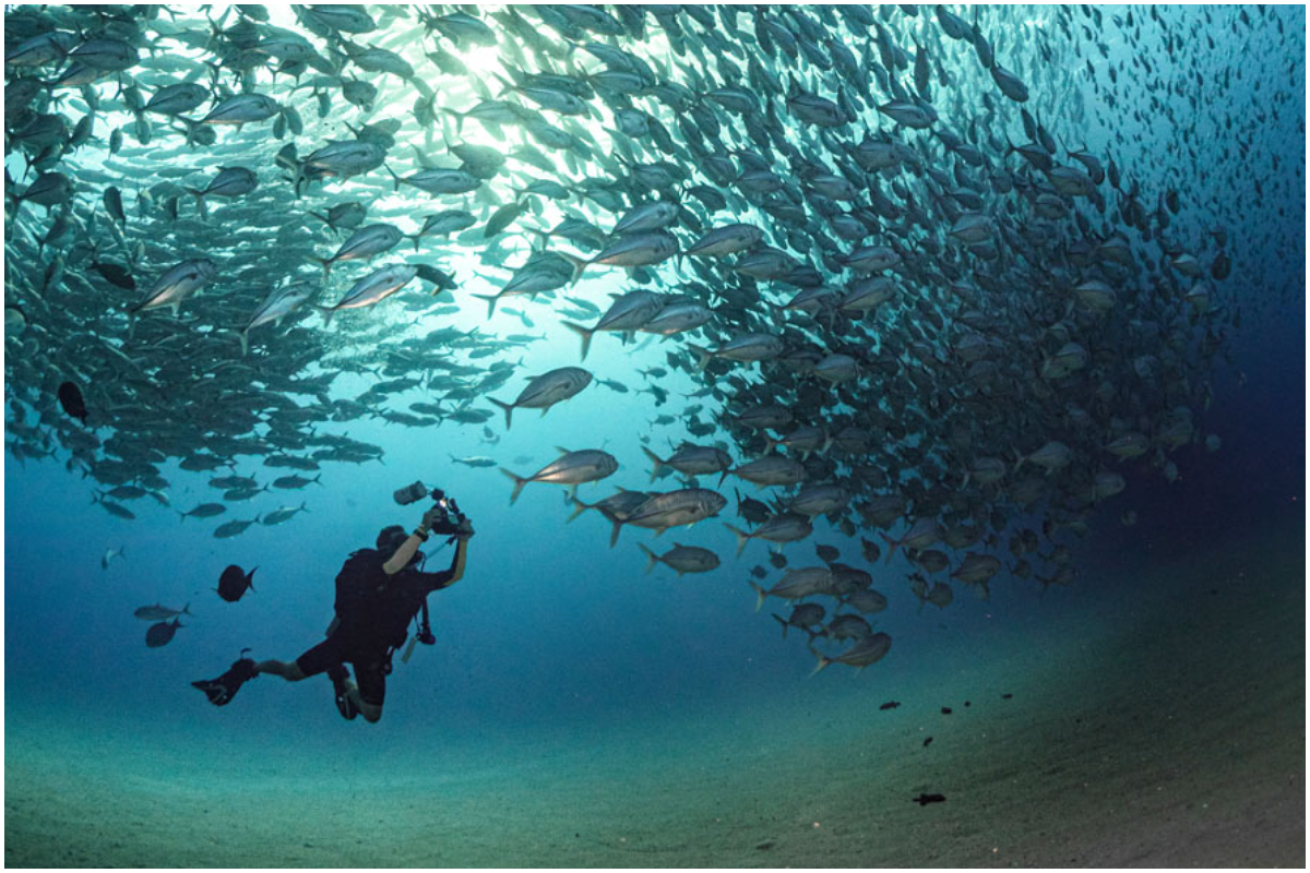 Traveler Dive In Socotra