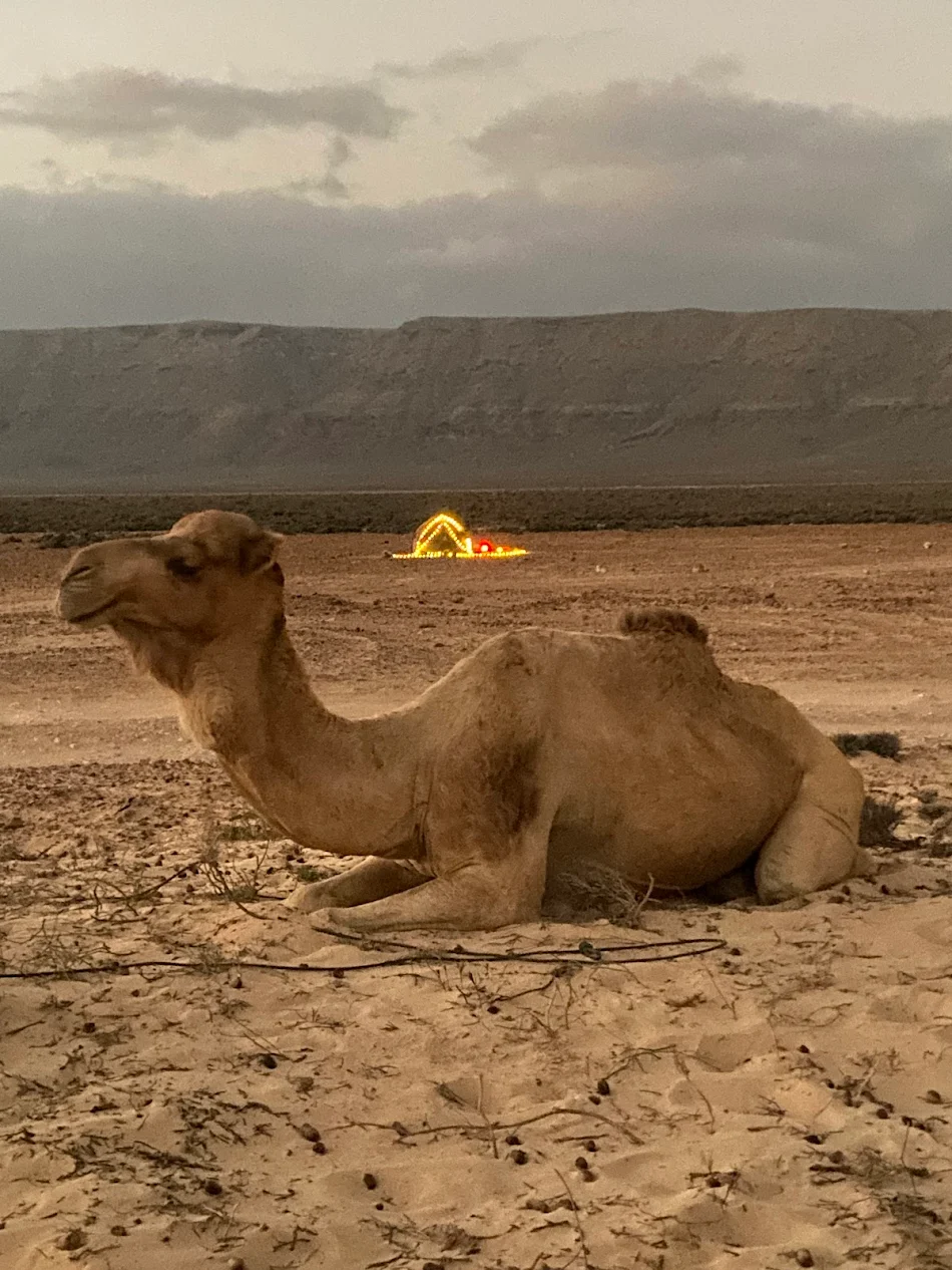 Wild Life Socotra ISland