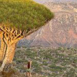 Dragon-Blood-Tree