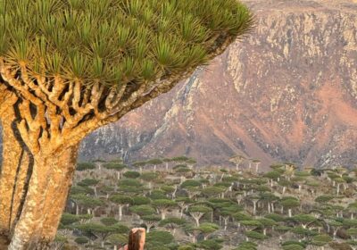 Dragon-Blood-Tree